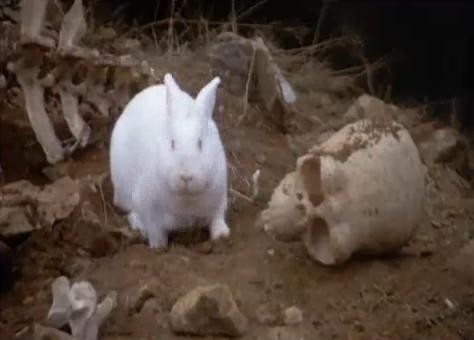 Monty-Python-Bunny.jpg