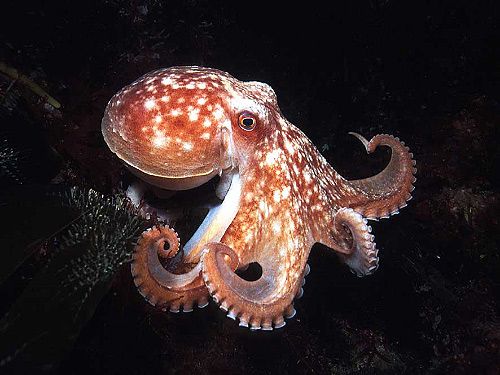interesting-facts-about-octopus-for-kids.jpg