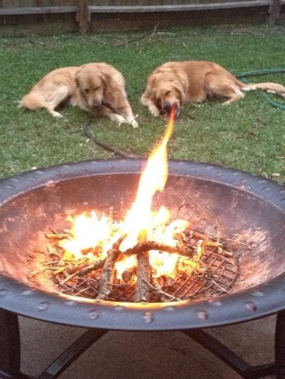 Fire-Breathing-Dog-Optical-Illusion-580x773.png